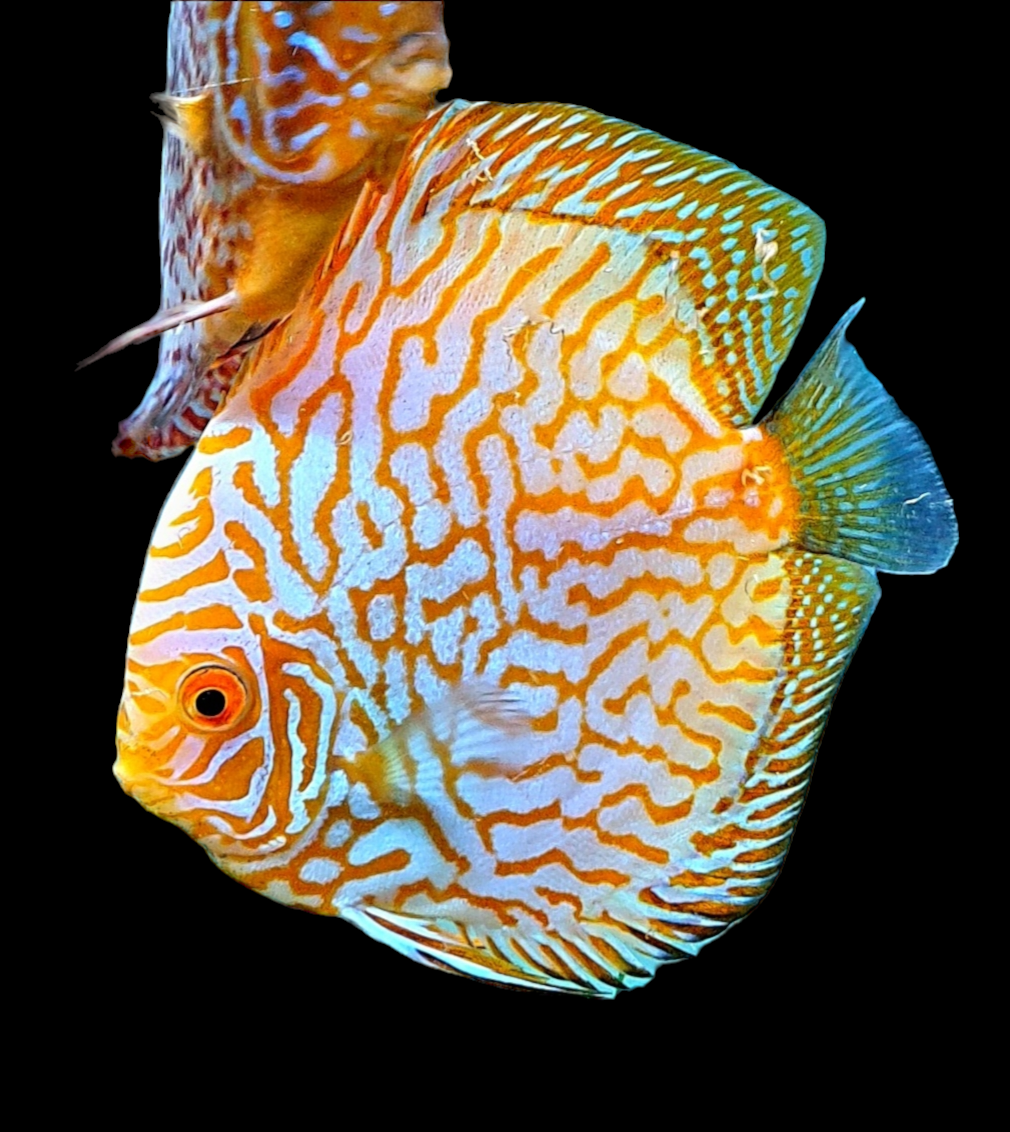 Floating Discus Fish Glowing Effect Aquarium Tank Ornament Decoration Safe