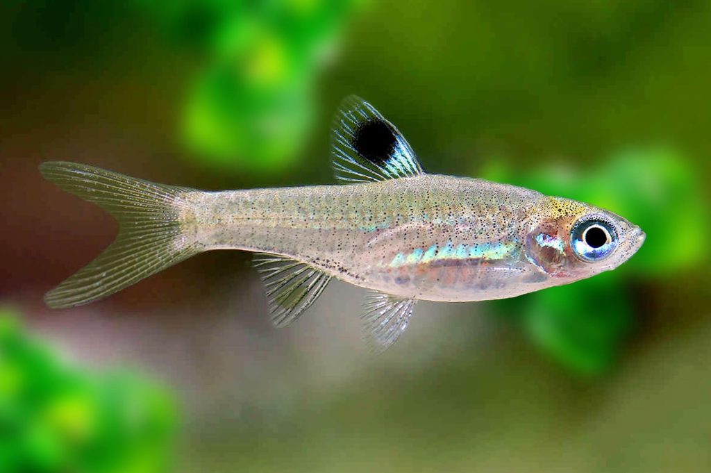 Emerald Eye Rasbora - aquascape