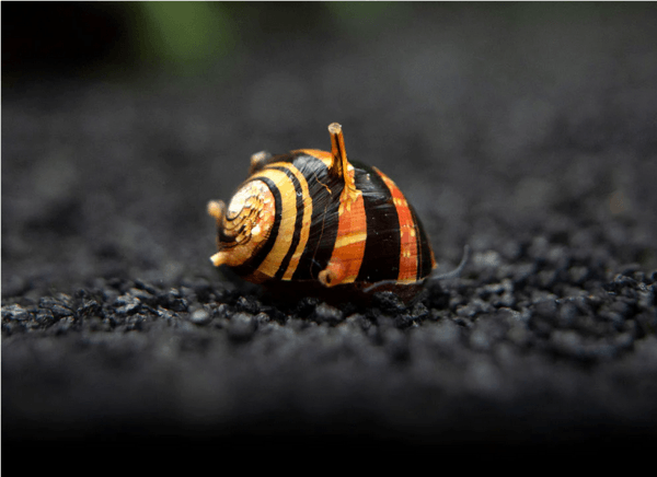 Horn Nerite Snail