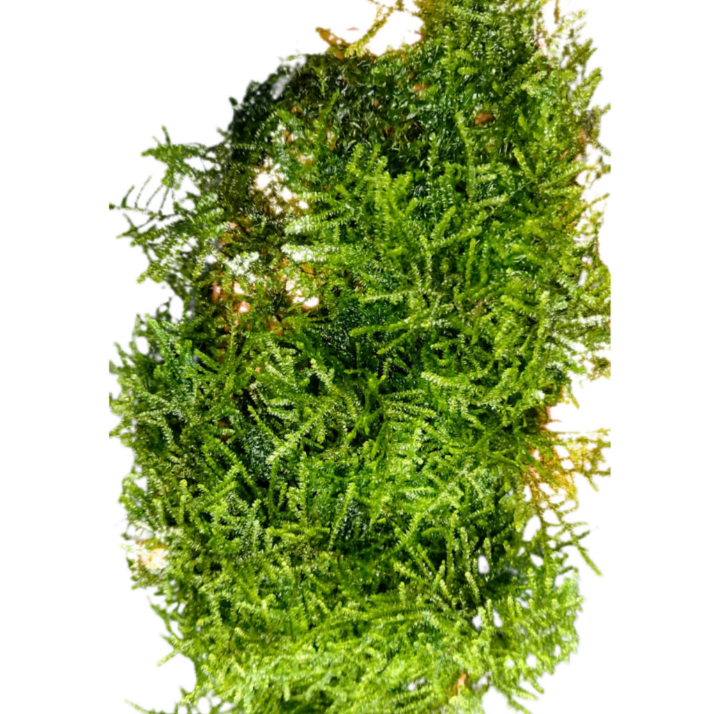 weeping-moss-in-a-bag-aquascape