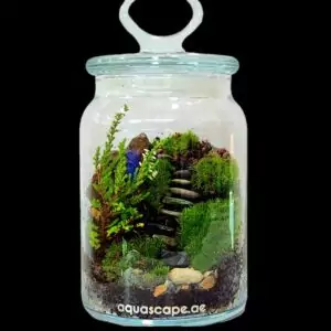 Terrarium with Steps