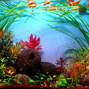 Aquascape Aquarium prescaped Ready