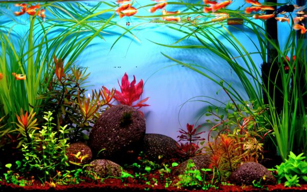 Aquascape Aquarium prescaped Ready - aquascape