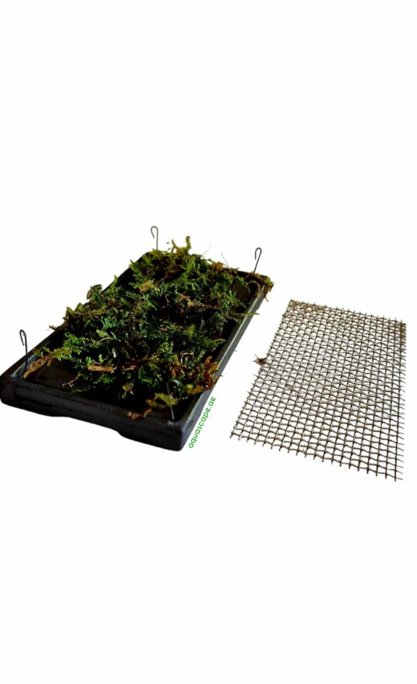 Ceramic Moss Grow Pad - Image 4