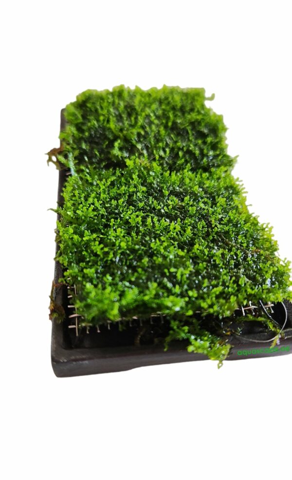 Ceramic Moss Grow Pad