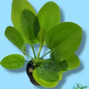 Echinodorus 'Aquartica'