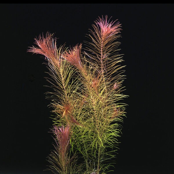 Rotala sp. "Long Leaf"