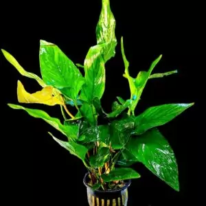 Anubias hastifolia Mother Plant xxl