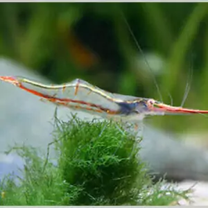 Pinocchio shrimp