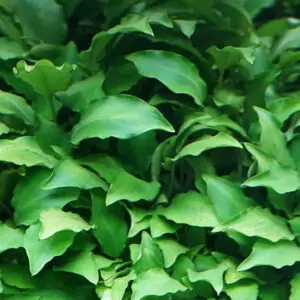 Schismatoglottis prietoi – Compact Aquatic Beauty for Nano Tanks & Aquascapes