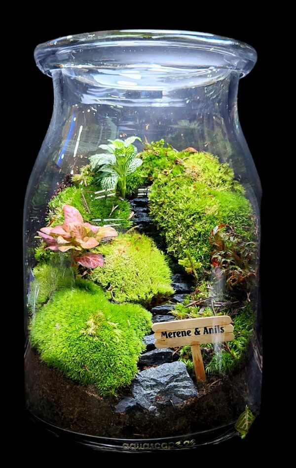 Valentines Gift Terrarium