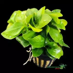 Anubias barteri var. nana 'Golden Heart'