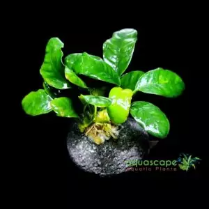 Anubias Coffefolia on rock