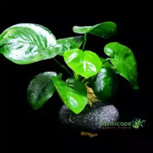 Anubias Coin on rock
