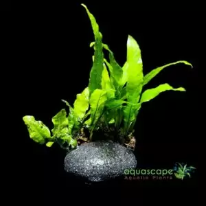 Java Fern on rock
