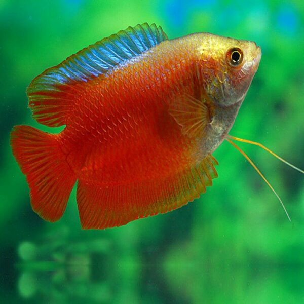 Red Flame Dwarf Gourami