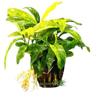 Anubias glabra variegated  ("nana")