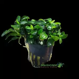Aquascapeplants Anubias barteri var. nana 'Petite'