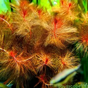 Myriophyllum tuberculatum Red watermilfoil