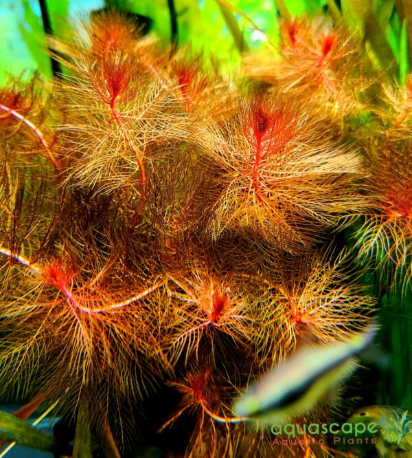 Myriophyllum tuberculatum Red watermilfoil