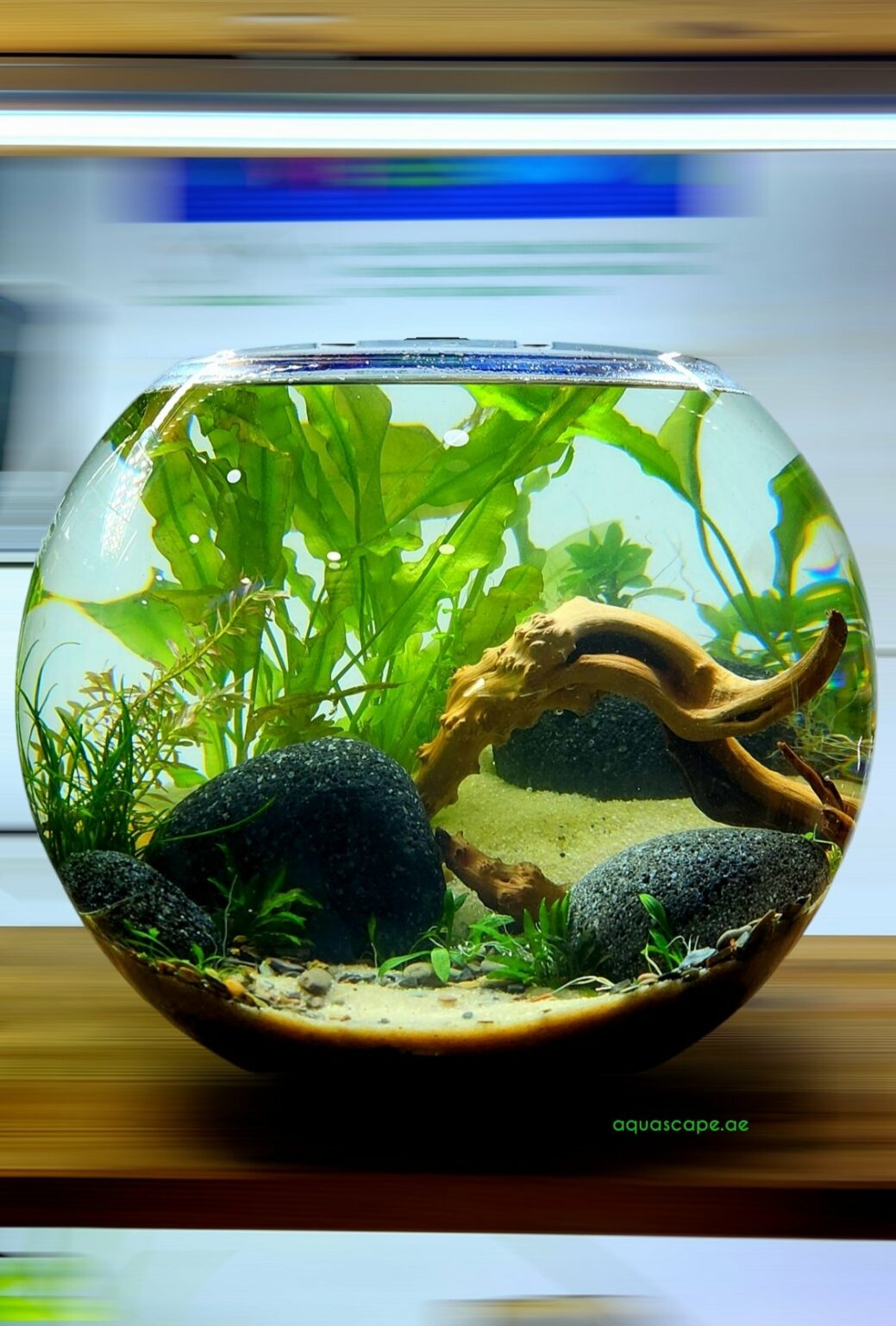 Self Sustaining Aquascape Glass Bowl 30cm - aquascape