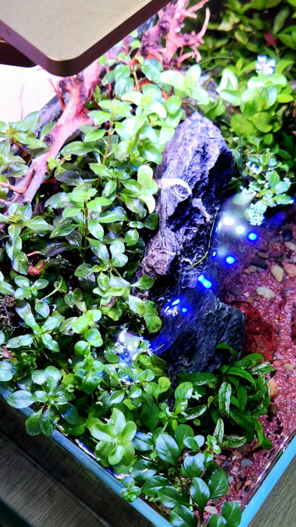 Shallow Aquascape Pond Tank - Image 2