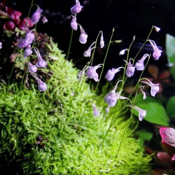 Aquascapeplants Utricularia Graminifolia Cup - Image 2