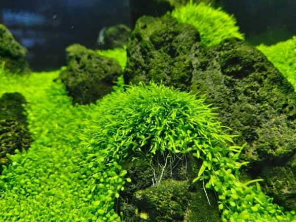 Aquascapeplants Utricularia Graminifolia Cup