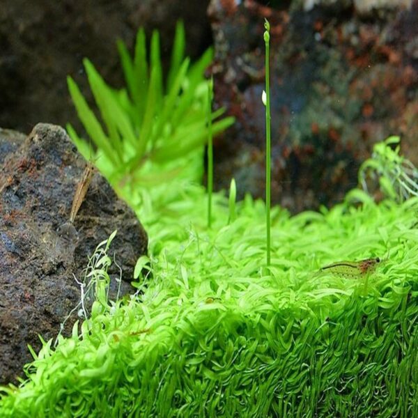 Aquascapeplants Utricularia Graminifolia Cup - Image 3