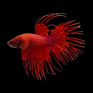 Crown Tail Betta Fish