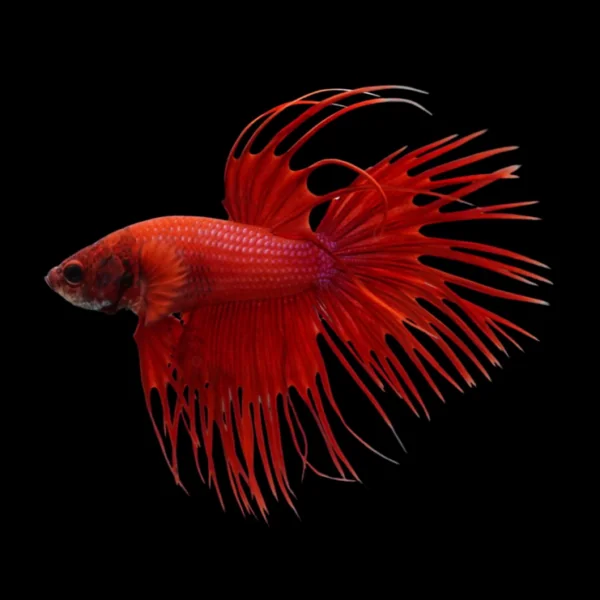 Crown Tail Betta Fish
