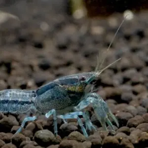 Blue Dwarf Mexican Crayfish