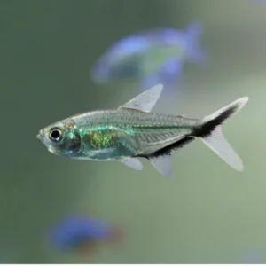 Blackline Tail Tetra