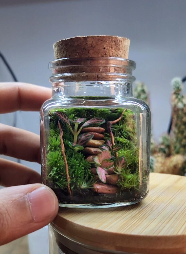 Mini Garden Terrarium