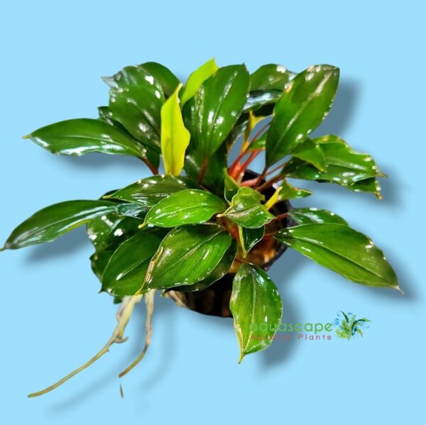 Bucephalandra Deep Blue - Image 2