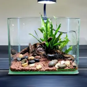 ADA Cube Garden 60-P (60x30x36cm/6mm) - aquascape