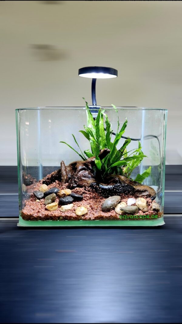 Betta Tank with Plants