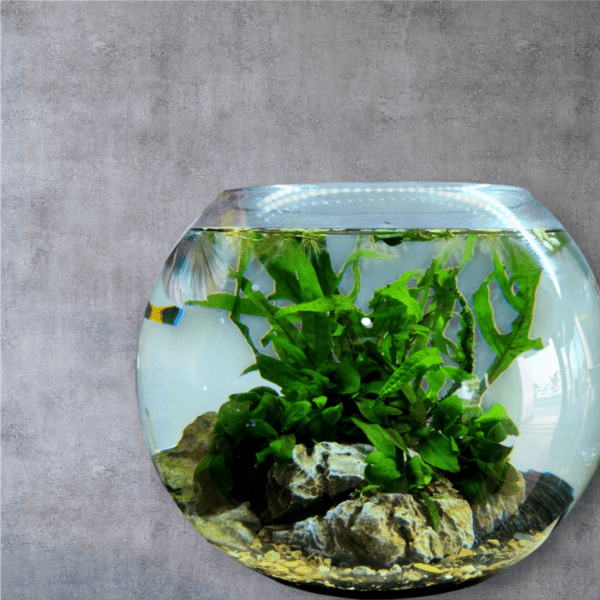 Betta Bowl Eco system - Image 2