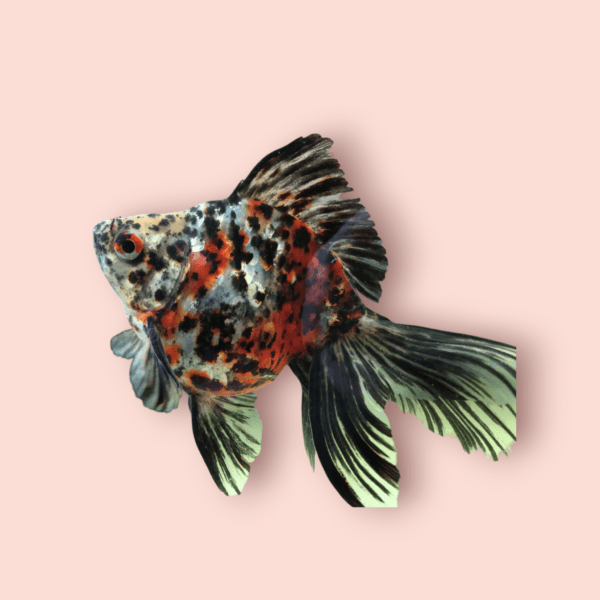 Calico Ryukin Fancy Gold Fish