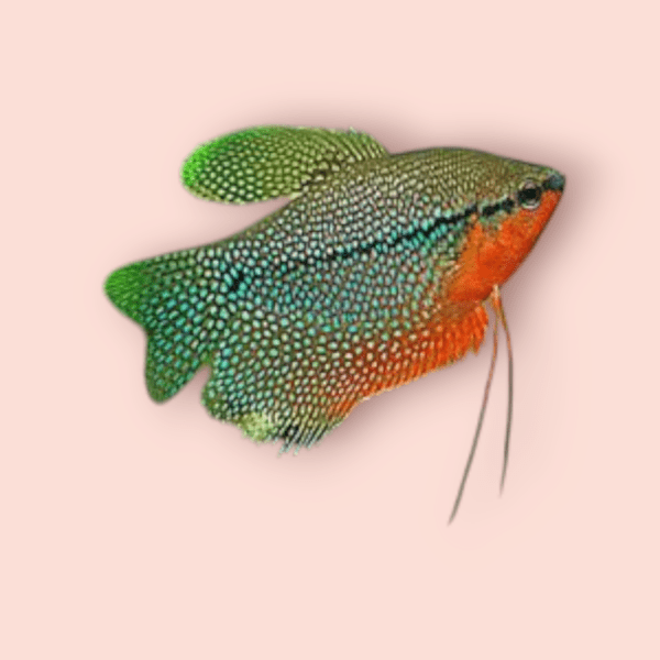 Pearl Gourami