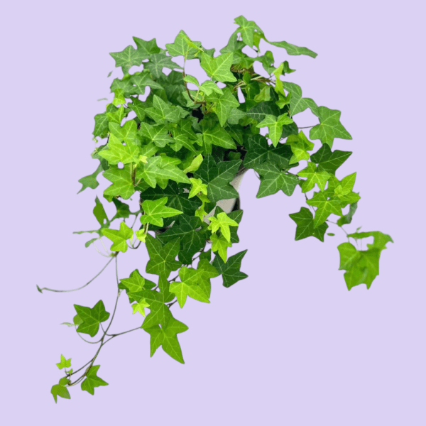 Hedera Hel Wonder English Ivy