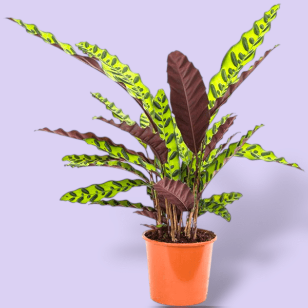 Calathea Lancifolia Rattlesnake Plant