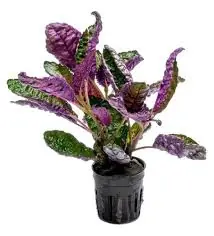 Hemigraphis Colorata / Purple Waffle Terrarium Plant