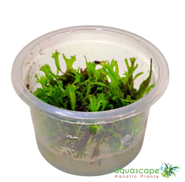 Microsorum pteropus 'Windeløv',(Windeløv Java Fern) - Image 2