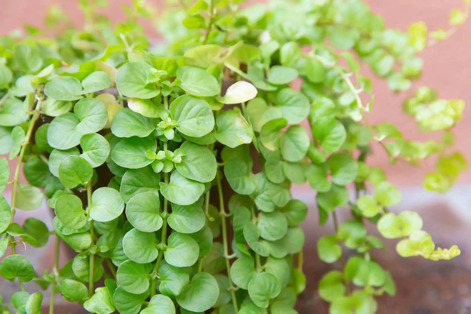Creeping Jenny or Lysimachia nummularia