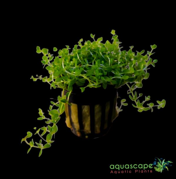 Monte Carlo plant in pot