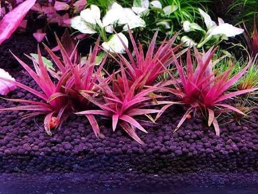 Eriocaulon quinquangulare TC cup