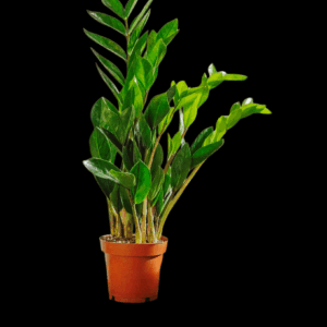 Zamioculcas Zamiifolia Air purifier plant