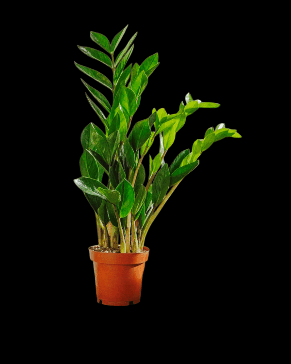 Zamioculcas Zamiifolia Air purifier plant
