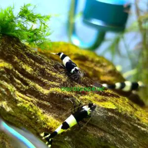 Black King Kong Shrimp
